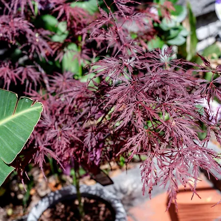 Espana - Gruppo Blam 3*